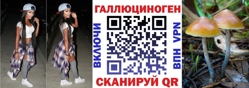 omg ТОР Георгиевск Псилоцибиновые грибы Psilocybine cubensis